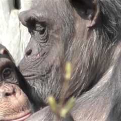 Apes Remember Friends Even Though They’ve Not Seen Them for 25 Years (LOOK)