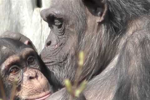 Apes Remember Friends Even Though They’ve Not Seen Them for 25 Years (LOOK)